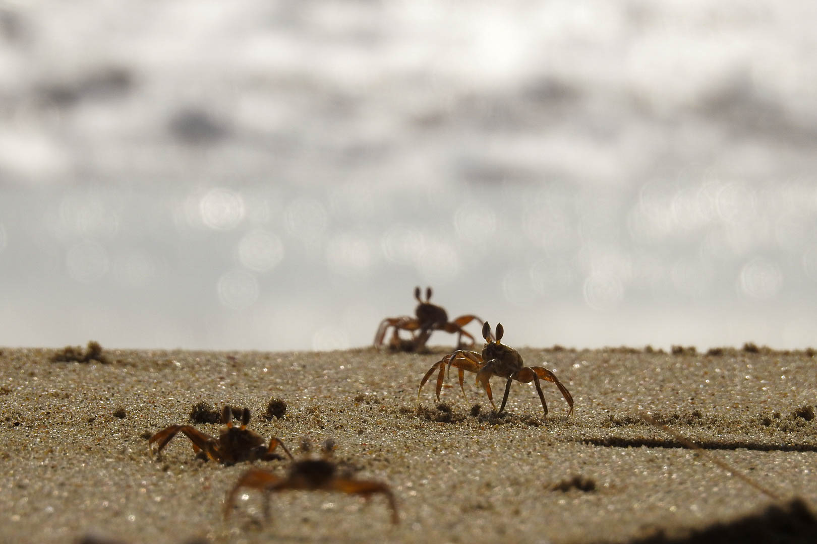 crabs at beach